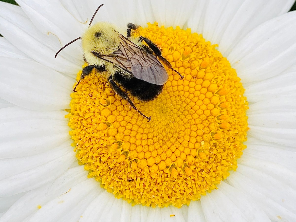 Communicating with nature in times of&nbsp;virus